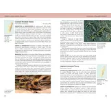 Field Guide to Mammals of Madagascar