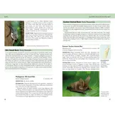 Field Guide to Mammals of Madagascar