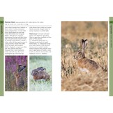 Mammals of Iberia - Terrestrial Mammals of Spain, Portugal and the Balearic Islands