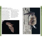 Mammals of Iberia - Terrestrial Mammals of Spain, Portugal and the Balearic Islands