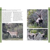 Mammals of Iberia - Terrestrial Mammals of Spain, Portugal and the Balearic Islands