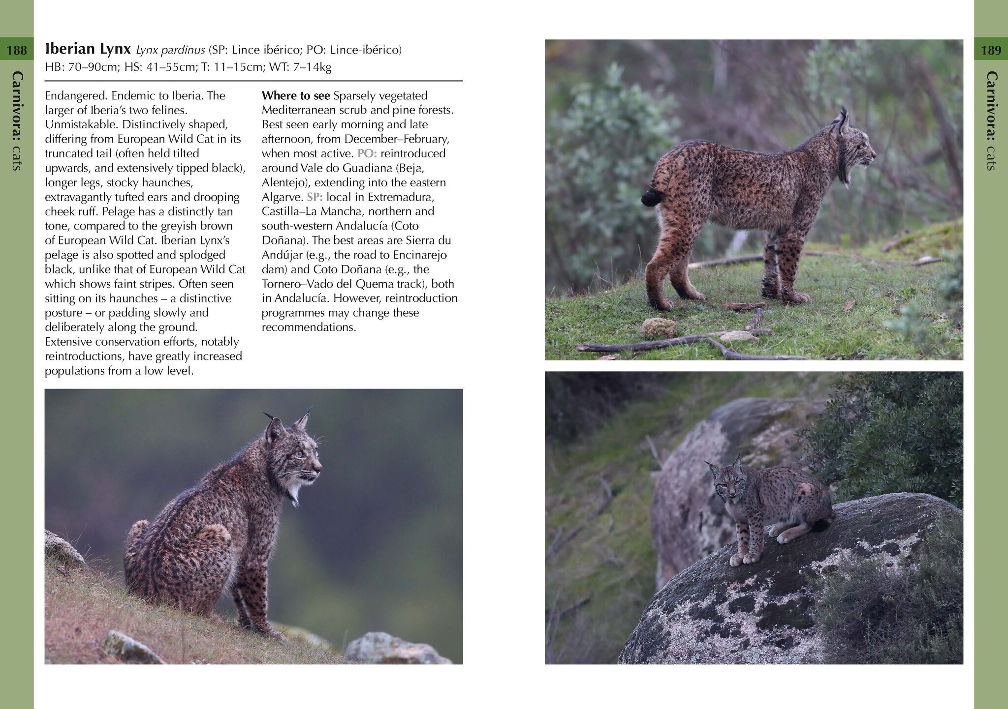 Mammals of Iberia - Terrestrial Mammals of Spain, Portugal and the Balearic Islands