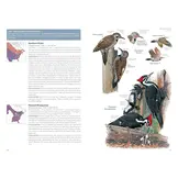 National Geographic Field Guide to the Birds of the United States and Canada - East