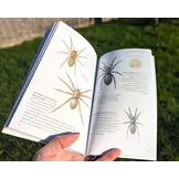 Pocket Guide to British Spiders