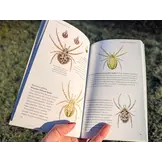 Pocket Guide to British Spiders