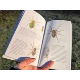 Pocket Guide to British Spiders