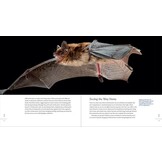 The Weird and Wonderful World of Bats - Demystifying These Often-Misunderstood Creatures