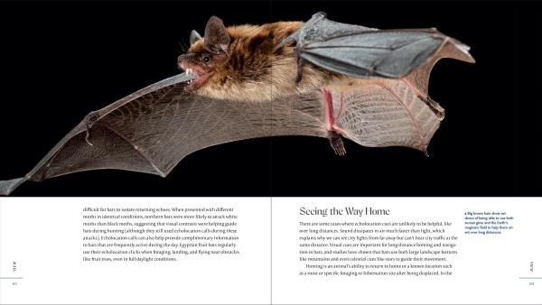 The Weird and Wonderful World of Bats - Demystifying These Often-Misunderstood Creatures
