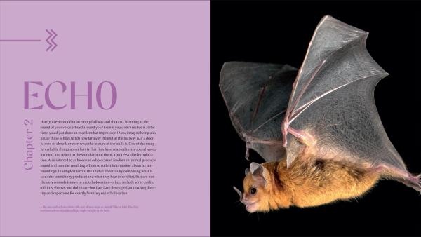 The Weird and Wonderful World of Bats - Demystifying These Often-Misunderstood Creatures