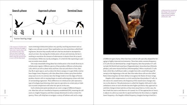 The Weird and Wonderful World of Bats - Demystifying These Often-Misunderstood Creatures