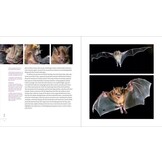 The Weird and Wonderful World of Bats - Demystifying These Often-Misunderstood Creatures