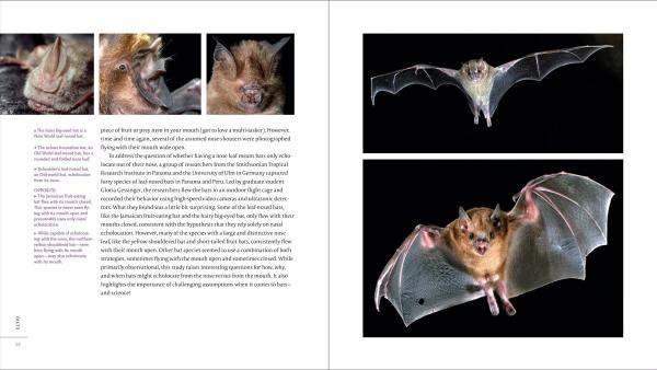 The Weird and Wonderful World of Bats - Demystifying These Often-Misunderstood Creatures