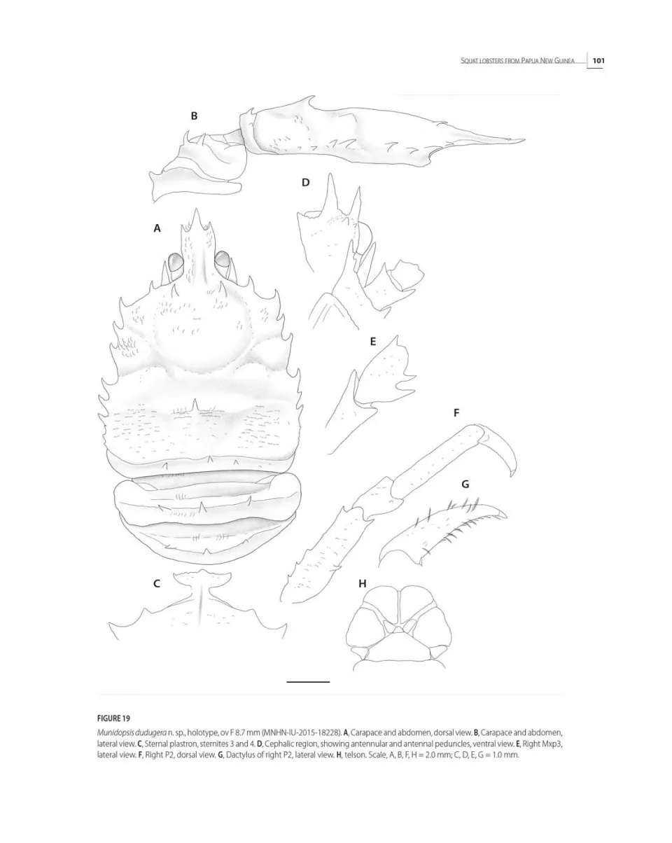 Tropical Deep-Sea Benthos Volume 31 - Deep-Sea Crustaceans from Papua New Guinea