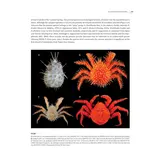 Tropical Deep-Sea Benthos Volume 31 - Deep-Sea Crustaceans from Papua New Guinea