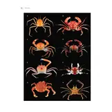 Tropical Deep-Sea Benthos Volume 31 - Deep-Sea Crustaceans from Papua New Guinea
