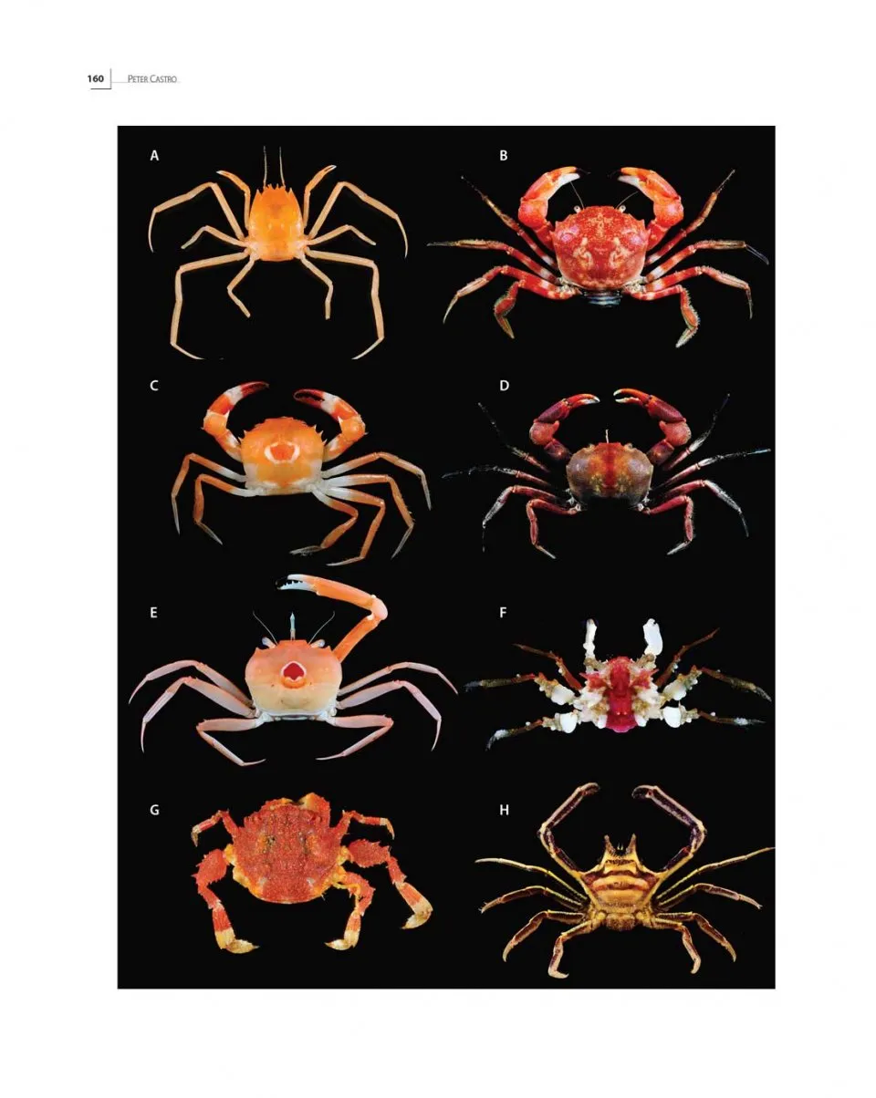 Tropical Deep-Sea Benthos Volume 31 - Deep-Sea Crustaceans from Papua New Guinea