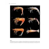 Tropical Deep-Sea Benthos Volume 31 - Deep-Sea Crustaceans from Papua New Guinea