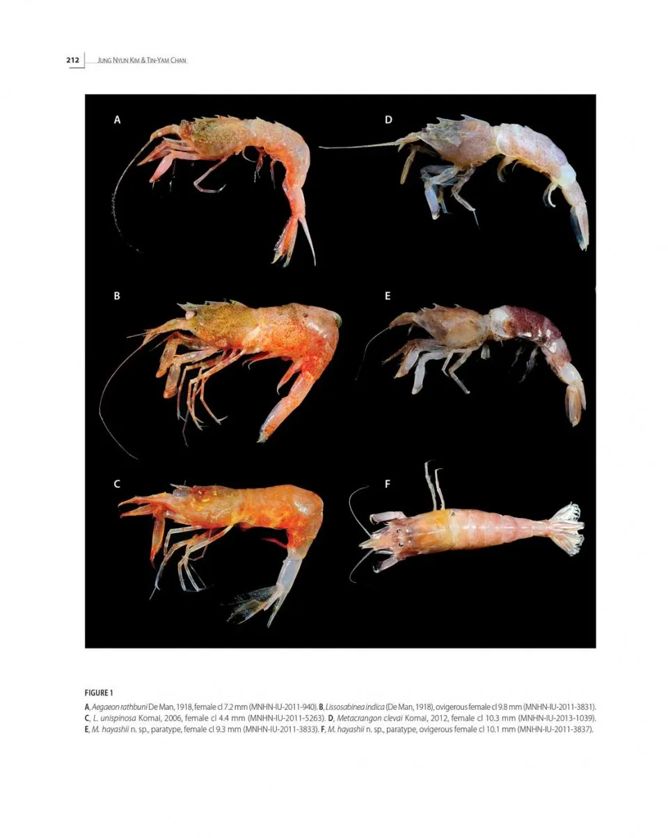 Tropical Deep-Sea Benthos Volume 31 - Deep-Sea Crustaceans from Papua New Guinea