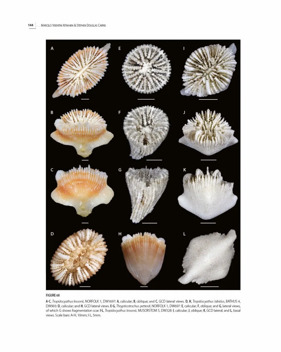 Tropical Deep-Sea Benthos Volume 32 - Azooxanthellate Scleractinia (Cnidaria, Anthozoa) from New Caledonia