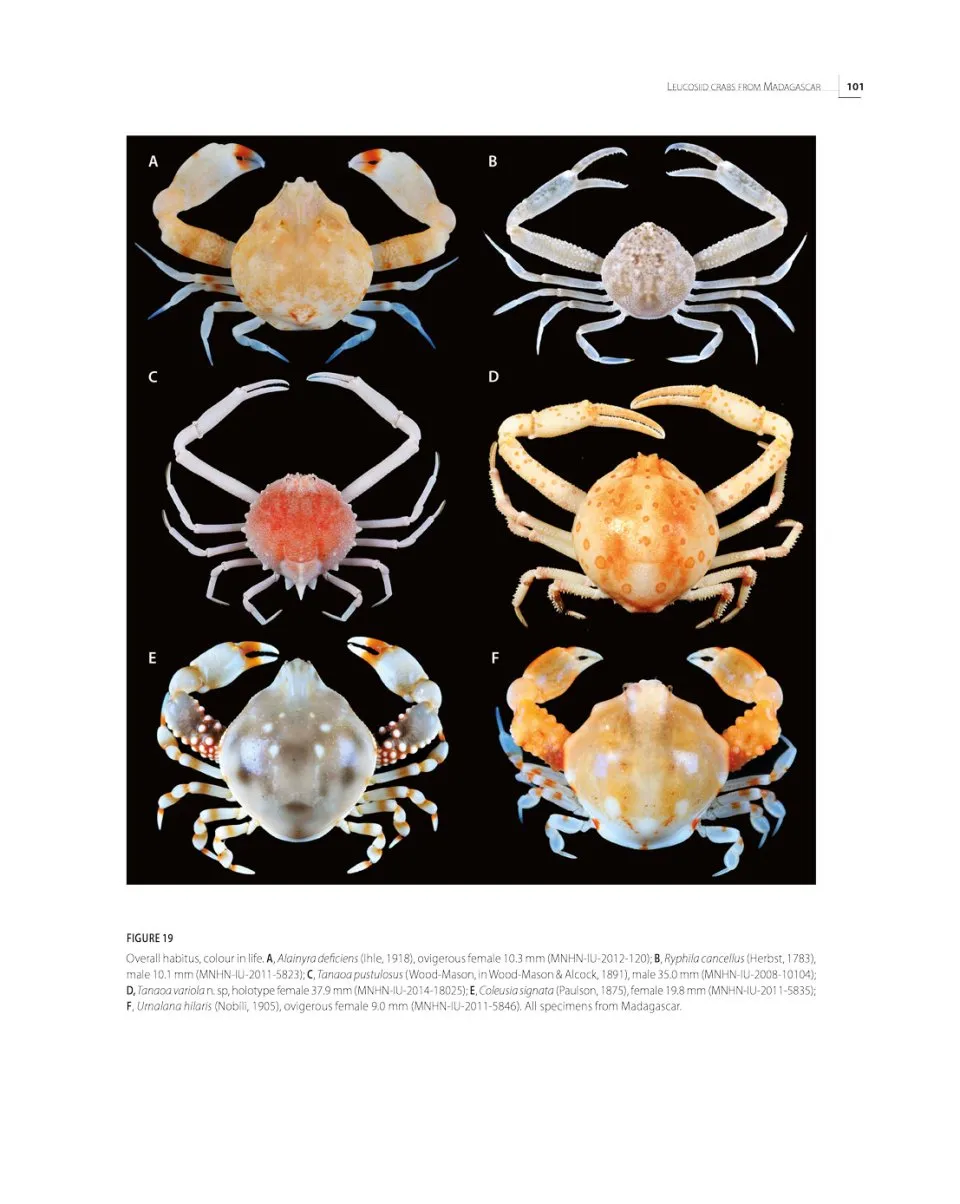 Tropical Deep-Sea Benthos Volume 33 - Deep-Sea Crustaceans from South-West Indian Ocean
