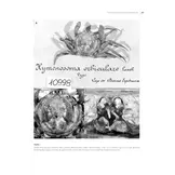 Tropical Deep-Sea Benthos Volume 33 - Deep-Sea Crustaceans from South-West Indian Ocean