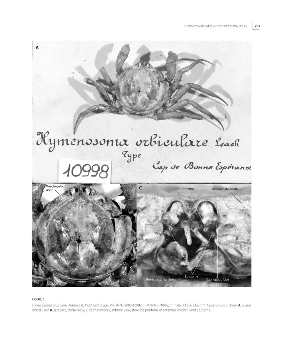 Tropical Deep-Sea Benthos Volume 33 - Deep-Sea Crustaceans from South-West Indian Ocean