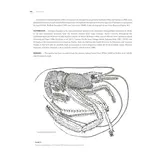 Tropical Deep-Sea Benthos Volume 33 - Deep-Sea Crustaceans from South-West Indian Ocean