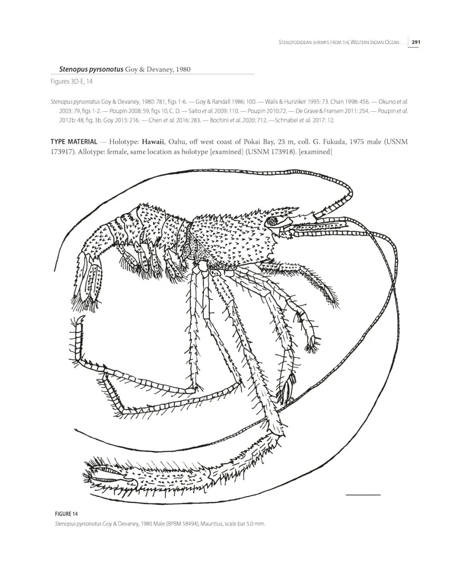 Tropical Deep-Sea Benthos Volume 33 - Deep-Sea Crustaceans from South-West Indian Ocean