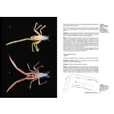 Tropical Deep-Sea Benthos Volume 34 - Deep-Sea Chirostylids and Stylasterids from South-West Indian Ocean