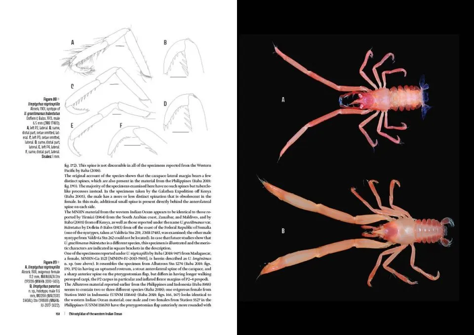 Tropical Deep-Sea Benthos Volume 34 - Deep-Sea Chirostylids and Stylasterids from South-West Indian Ocean