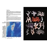 Tropical Deep-Sea Benthos Volume 34 - Deep-Sea Chirostylids and Stylasterids from South-West Indian Ocean