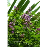 Lythraceae – Podostemaceae. Flora of Cambodia, Laos and Vietnam