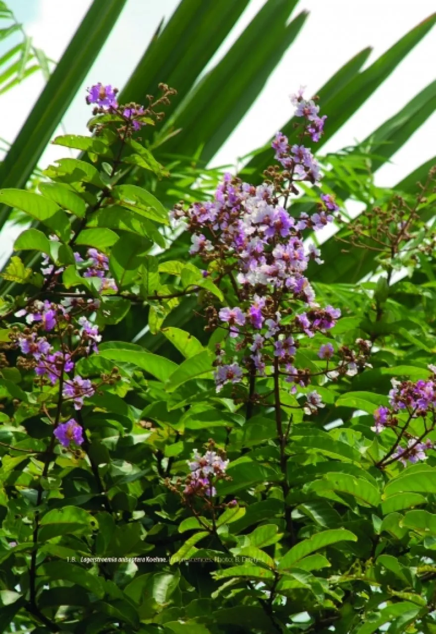 Lythraceae – Podostemaceae. Flora of Cambodia, Laos and Vietnam