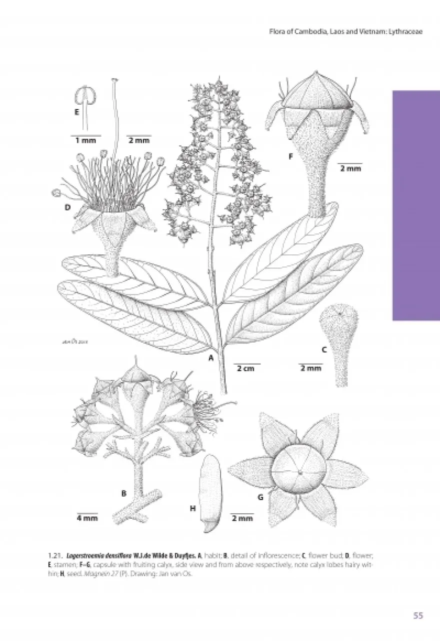 Lythraceae – Podostemaceae. Flora of Cambodia, Laos and Vietnam