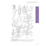 Lythraceae – Podostemaceae. Flora of Cambodia, Laos and Vietnam