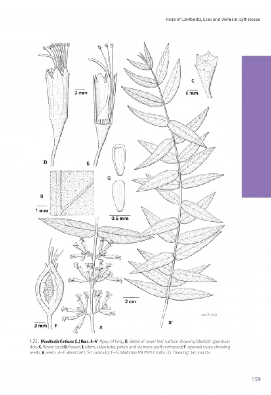 Lythraceae – Podostemaceae. Flora of Cambodia, Laos and Vietnam