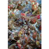 Lythraceae – Podostemaceae. Flora of Cambodia, Laos and Vietnam