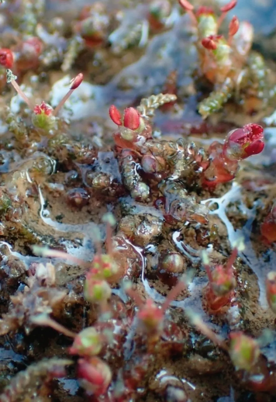 Lythraceae – Podostemaceae. Flora of Cambodia, Laos and Vietnam