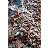 Lythraceae – Podostemaceae. Flora of Cambodia, Laos and Vietnam