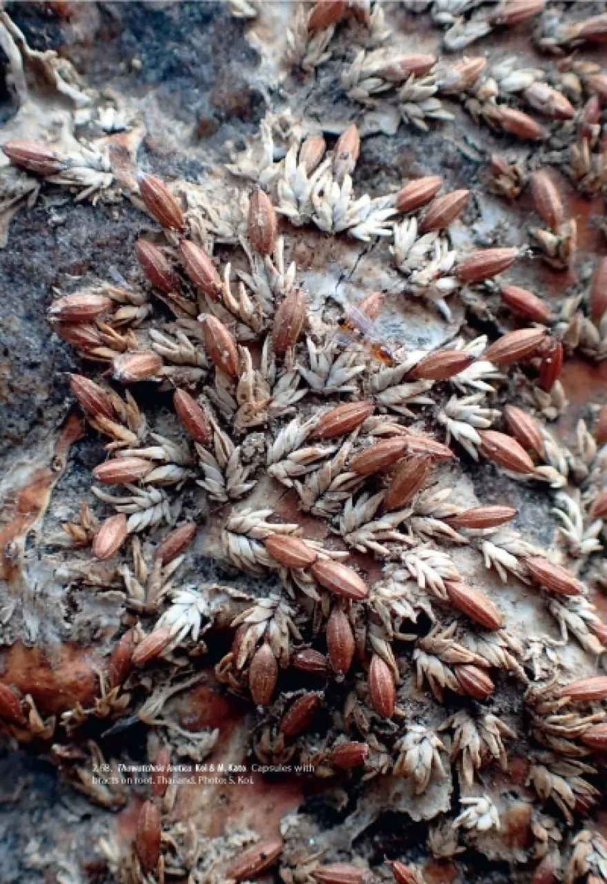 Lythraceae – Podostemaceae. Flora of Cambodia, Laos and Vietnam