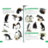 Pocket Guide to Birds of the Antarctic Peninsula, South Georgia and the Falkland Islands