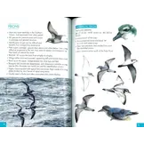 Pocket Guide to Birds of the Antarctic Peninsula, South Georgia and the Falkland Islands