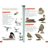 Pocket Guide to Birds of the Antarctic Peninsula, South Georgia and the Falkland Islands