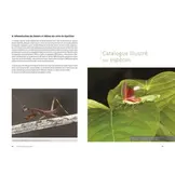 Les Mantodea de Guyane - Insecta, Polyneoptera