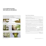 Les Mantodea de Guyane - Insecta, Polyneoptera