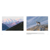 Der Wolf - Ein Grenzgänger zwischen Natur und Kultur