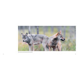 Der Wolf - Ein Grenzgänger zwischen Natur und Kultur