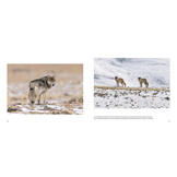 Der Wolf - Ein Grenzgänger zwischen Natur und Kultur