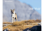 Der Wolf