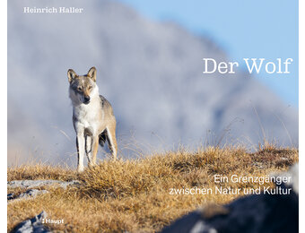 Der Wolf